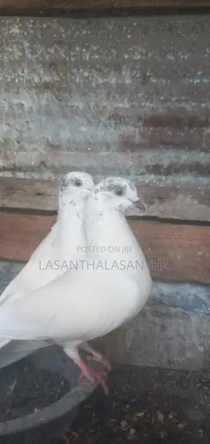 Timing Pigeon