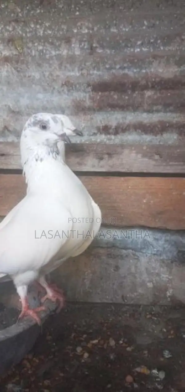 Timing Pigeon