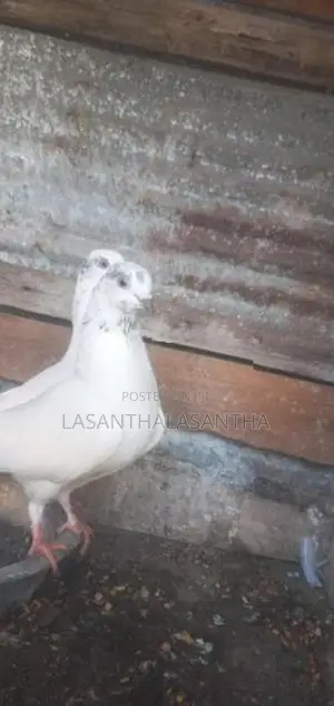 Timing Pigeon