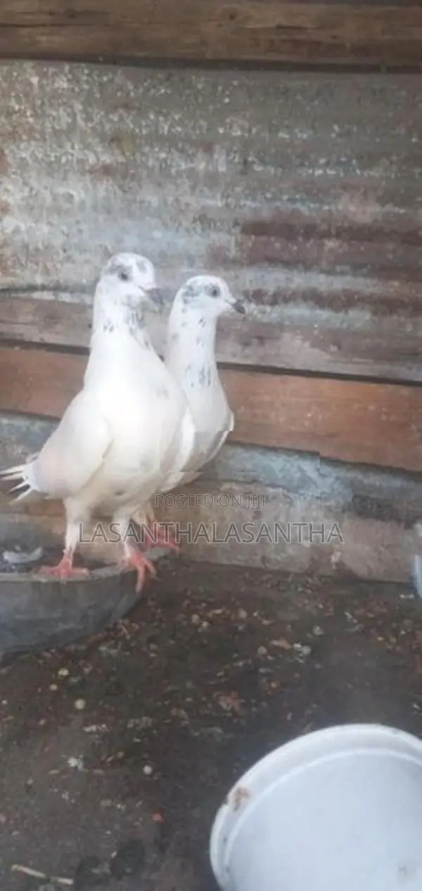 Timing Pigeon