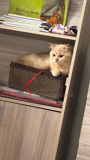 Persian Cat