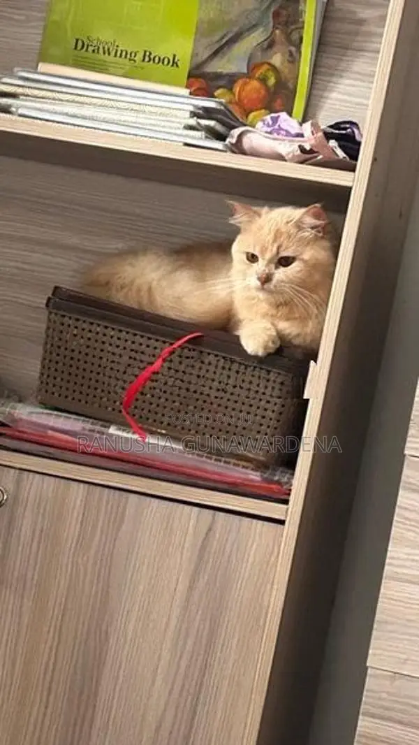 Persian Cat