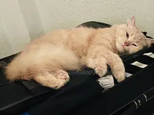 Persian Cat