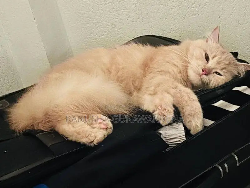 Persian Cat