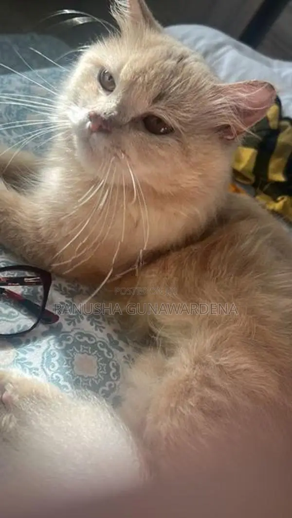 Persian Cat