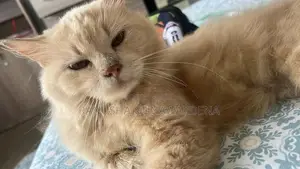 Persian Cat