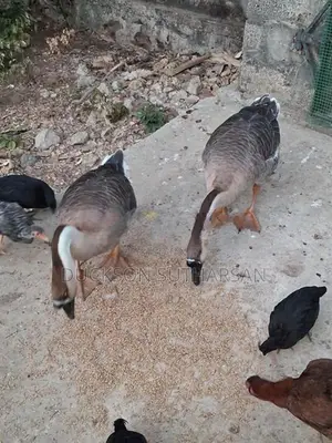 Goose