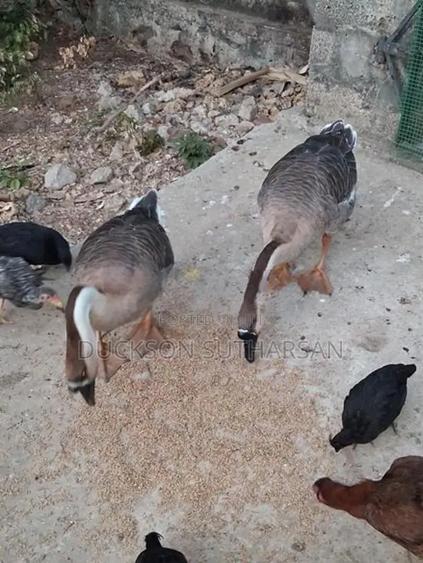 Goose