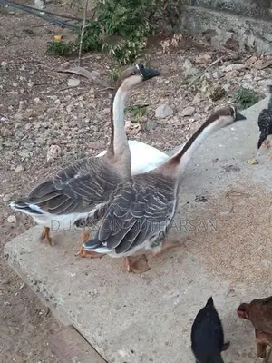 Goose
