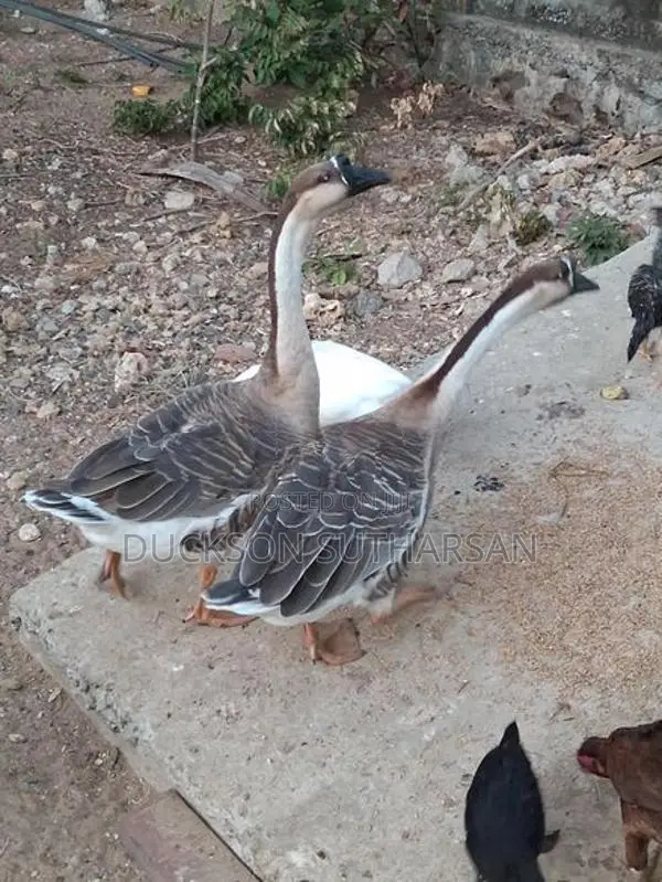 Goose