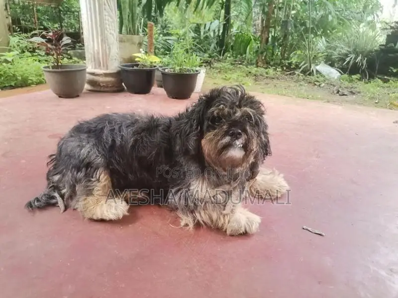 Shitzhu Female