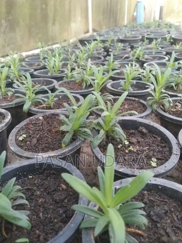 BABY’S Breath Plants