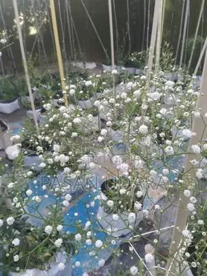 BABY’S Breath Plants