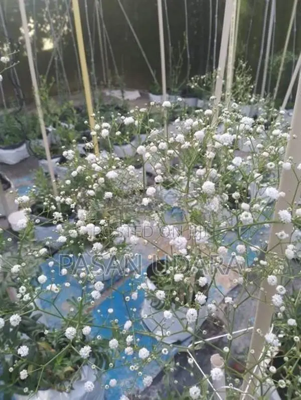 BABY’S Breath Plants