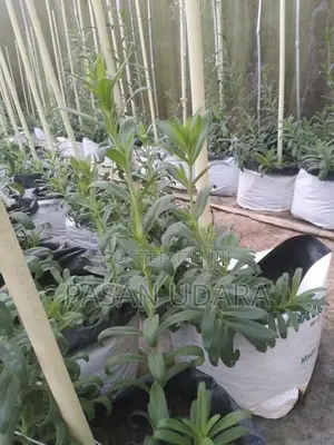 BABY’S Breath Plants