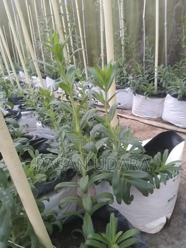 BABY’S Breath Plants