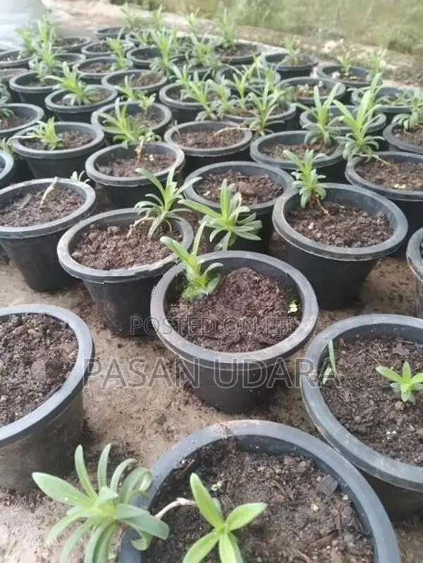 BABY’S Breath Plants