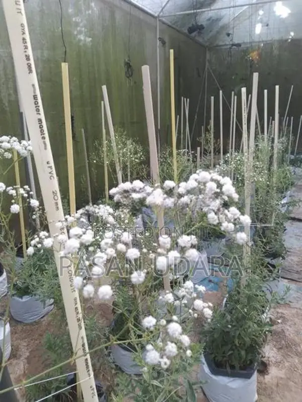 BABY’S Breath Plants