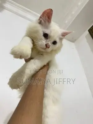 Persian Kitten