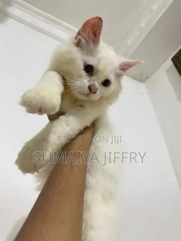 Persian Kitten