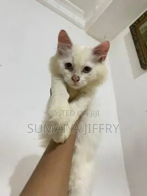 Persian Kitten