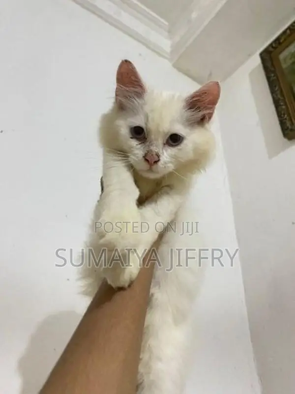 Persian Kitten