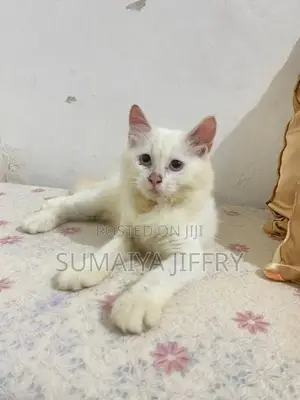 Persian Kitten