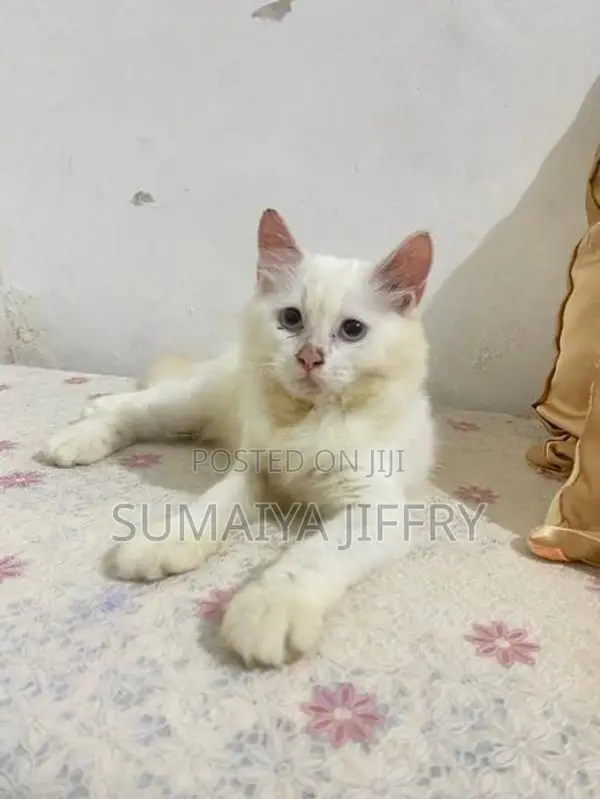 Persian Kitten