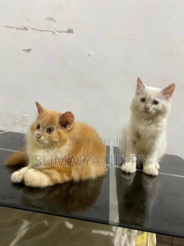 Persian Kitten