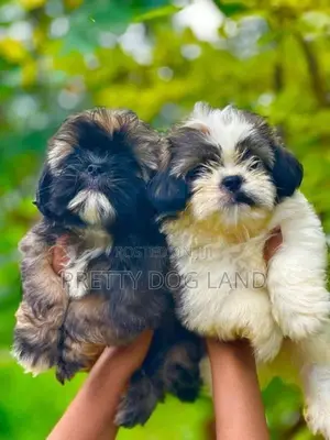 Shih Tzu Puppies( Kasl)