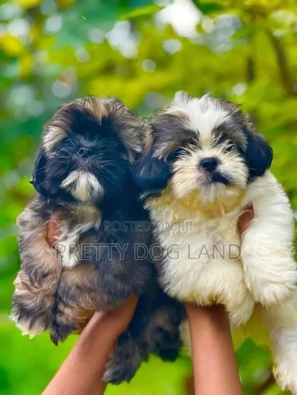 Shih Tzu Puppies( Kasl)