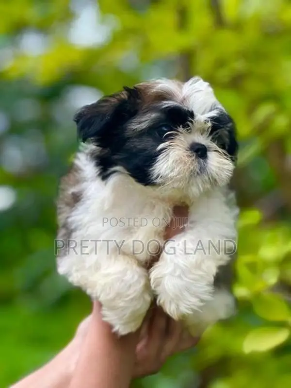 Shih Tzu Puppies( Kasl)