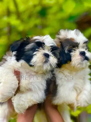Shih Tzu Puppies( Kasl)