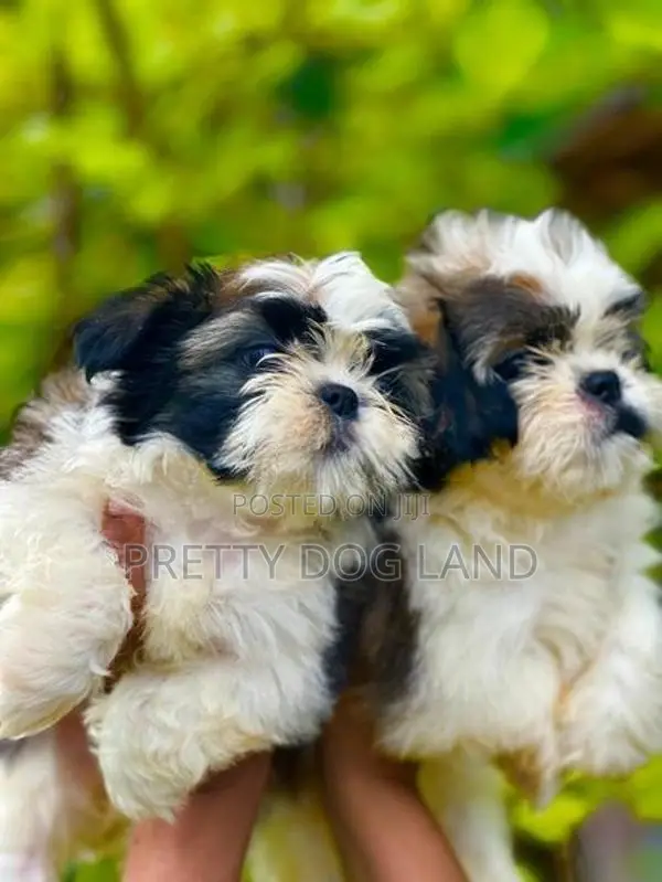 Shih Tzu Puppies( Kasl)