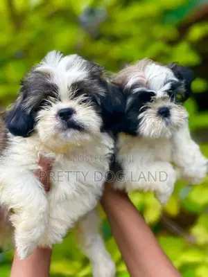 Shih Tzu Puppies( Kasl)