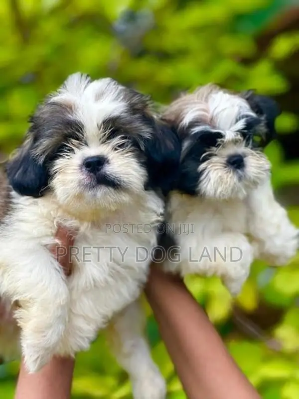 Shih Tzu Puppies( Kasl)
