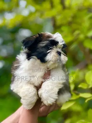 Shih Tzu Puppies( Kasl)