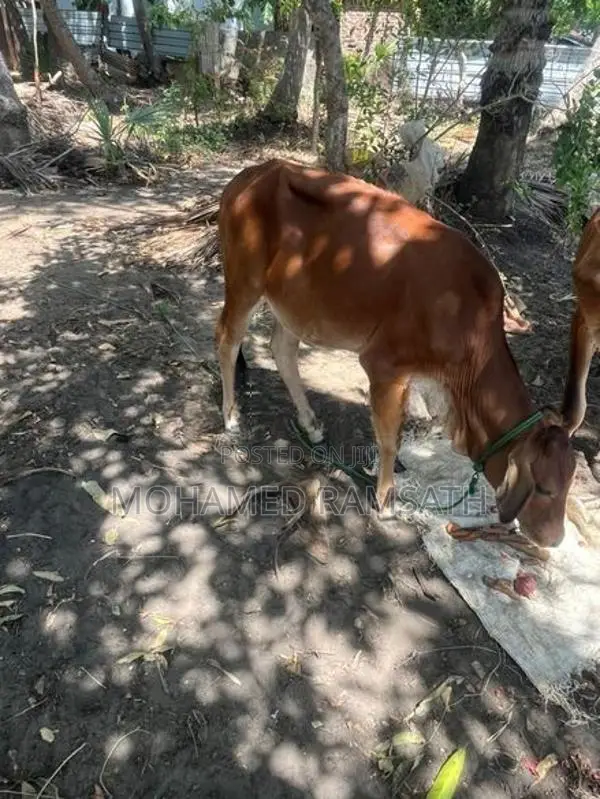 Milk Cow