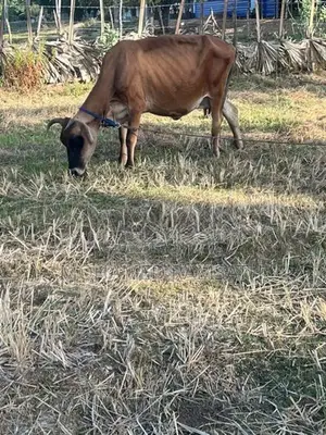 Milk Cow
