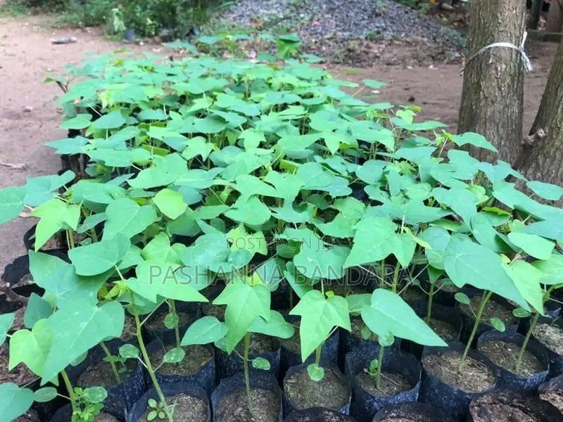 ටැනින් Namb (1) ගස්ලබු විකිනීමට