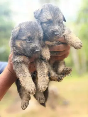 German Shepherd Dog