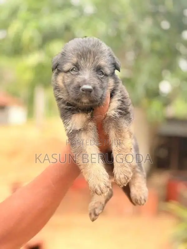 German Shepherd Dog