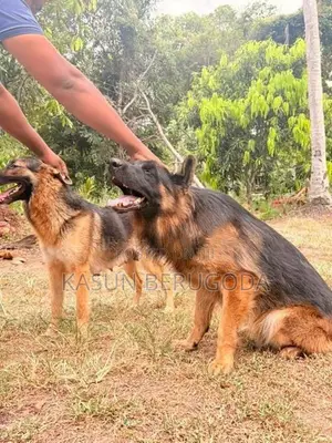 German Shepherd Dog