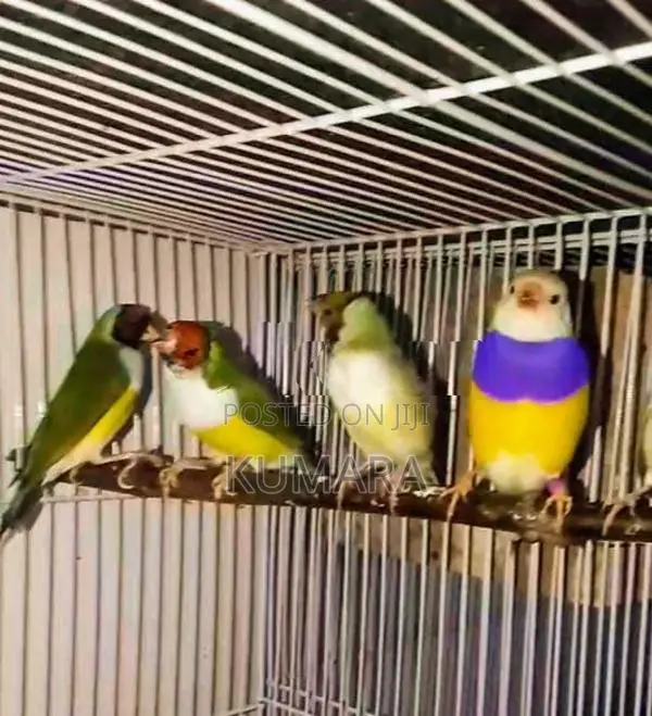 Gouldian Birds