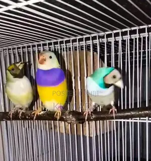 Gouldian Birds
