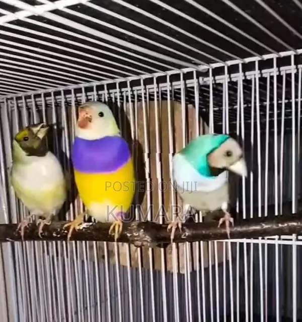 Gouldian Birds