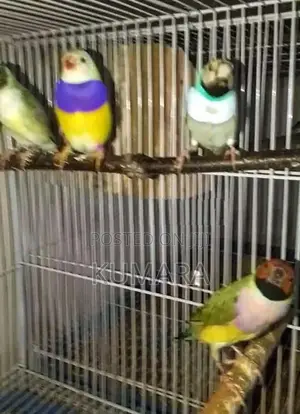 Gouldian Birds