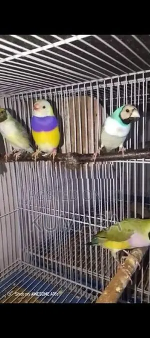 Gouldian Birds