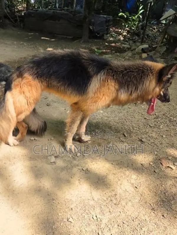German Shepherd (Male)