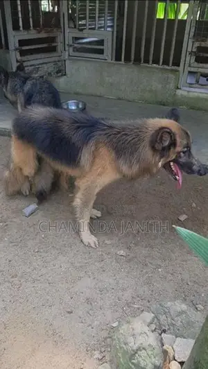 German Shepherd (Male)